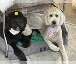 Small breeder photo