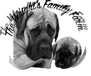 Mastiff Dog Breeder near OLATHE, KS, USA