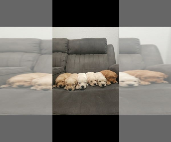 Medium Photo #4  Breeder Profile in ELVERTA, CA, USA