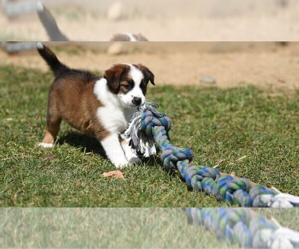 Medium Photo #5  Breeder Profile in PARIS, MI, USA