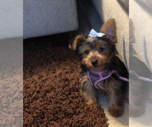Main photo of Yorkshire Terrier Dog Breeder near TOMBALL, TX, USA