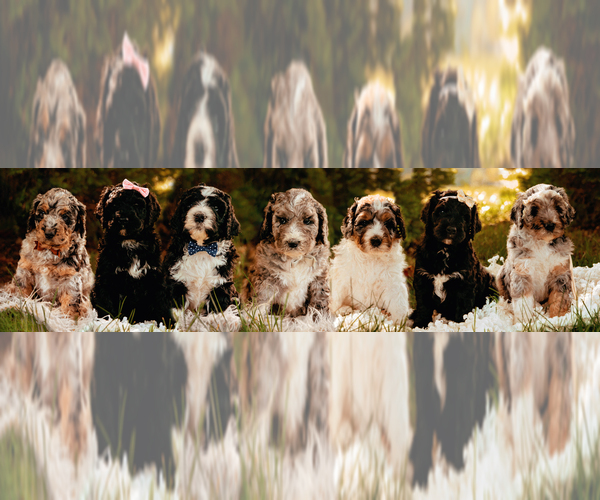 Medium Photo #1  Breeder Profile in BATTLE GROUND, WA, USA