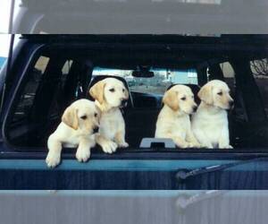 Labrador Retriever Dog Breeder near SHAWANO, WI, USA
