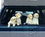 Small breeder photo
