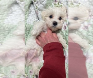 Maltese Dog Breeder near HILLMAN, MI, USA