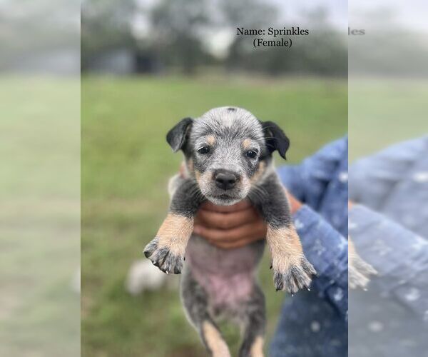 Medium Photo #15  Breeder Profile in BEDIAS, TX, USA