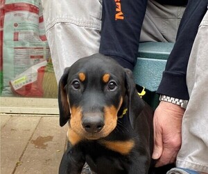 Doberman Pinscher Dog Breeder near FISHERS, IN, USA