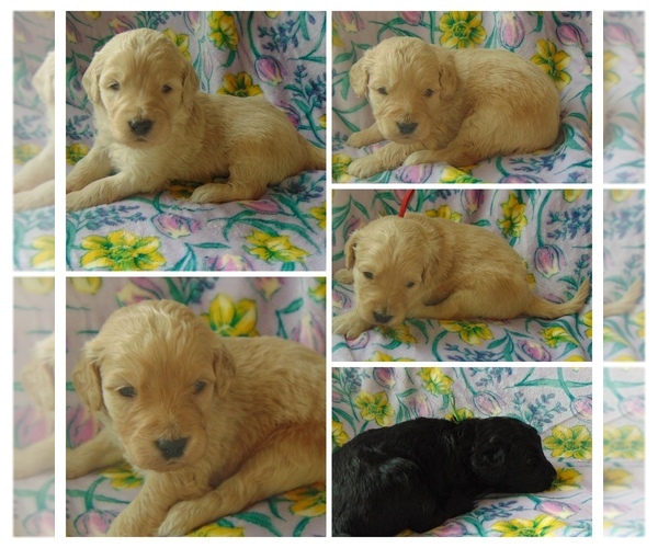 Medium Photo #3  Breeder Profile in MIDLAND, TX, USA