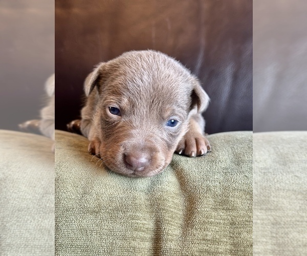 Medium Photo #46  Breeder Profile in CAMAS, WA, USA