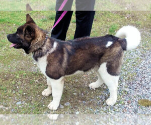 Main photo of Akita Dog Breeder near PUY, WA, USA