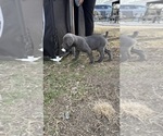 Small Photo #11  Breeder Profile in STUART, IA, USA
