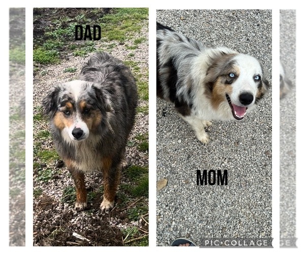 Medium Photo #7  Breeder Profile in OWINGSVILLE, KY, USA