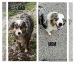 Small #6 Breeder Profile image