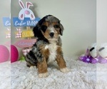 Small #2 Breeder Profile image