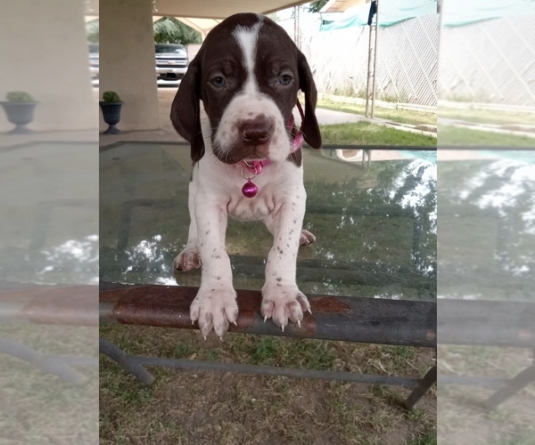 Medium Photo #1  Breeder Profile in STRATHMORE, CA, USA