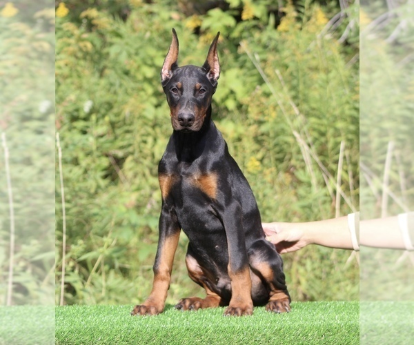 Medium Photo #1  Breeder Profile in THREE RIVERS, MI, USA