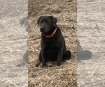 Small Photo #18  Breeder Profile in DOWNING, WI, USA