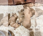 Small #21 Breeder Profile image