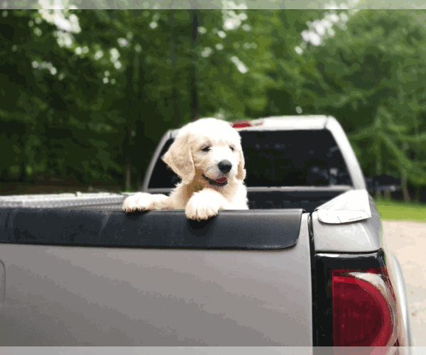 Medium Photo #25  Breeder Profile in ATHENS, TN, USA