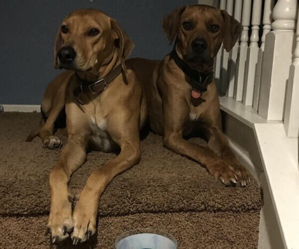 Medium Photo #1  Breeder Profile in HOBBS, NM, USA