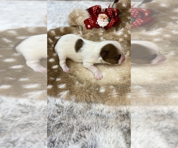 Medium Photo #4  Breeder Profile in STANTONVILLE, TN, USA