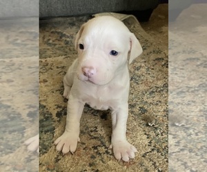 American Bully-Pit Dog Breeder near ANTIOCH, TN, USA
