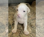 Small breeder photo