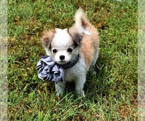Chihuahua Dog Breeder in GLOUCESTER,  USA