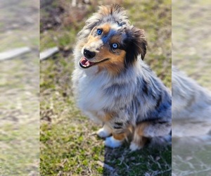 Miniature American Shepherd Dog Breeder near QUINTON, OK, USA