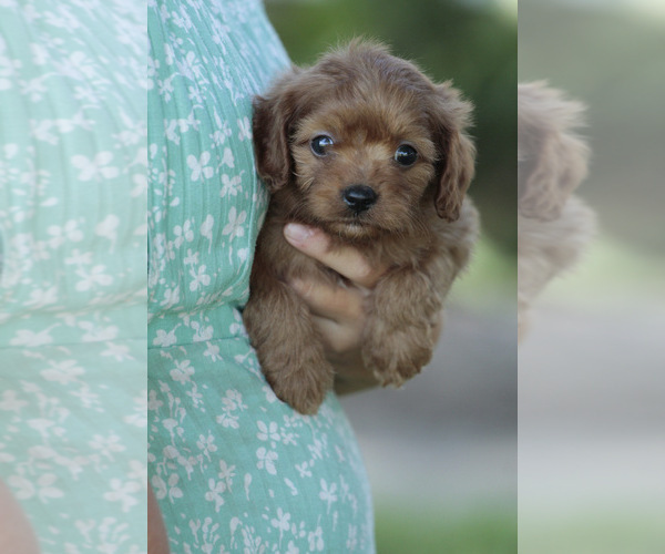 Medium Photo #5  Breeder Profile in ELKTON, KY, USA