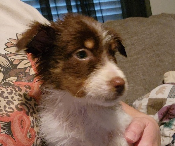 Medium Photo #1  Breeder Profile in STRUNK, KY, USA