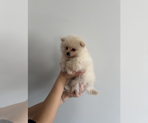Medium Photo #2  Breeder Profile in FERNDALE, WA, USA