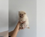 Small #1 Breeder Profile image