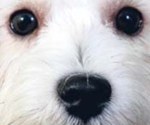 Labralas Dog Breeder near WICHITA, KS, USA