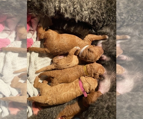 Medium Photo #1  Breeder Profile in LAKE WALES, FL, USA