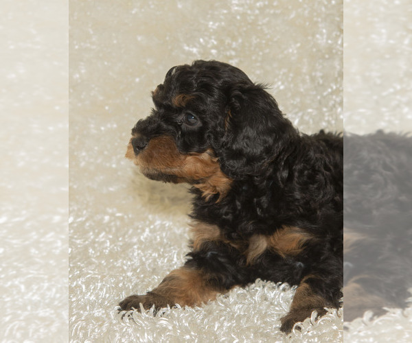 Medium Photo #18  Breeder Profile in TOPEKA, KS, USA