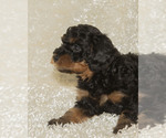 Small #17 Breeder Profile image