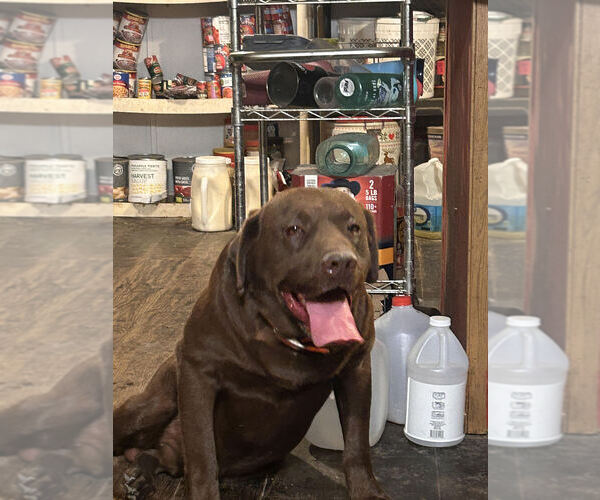 Medium Photo #1  Breeder Profile in ROLLA, MO, USA
