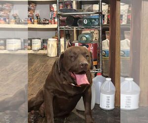 Labrador Retriever Dog Breeder near ROLLA, MO, USA