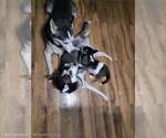 Small #12 Breeder Profile image