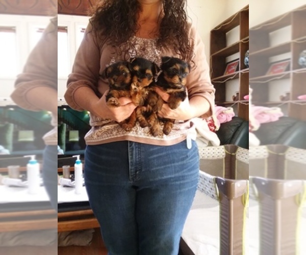 Medium Photo #1  Breeder Profile in BANNING, CA, USA