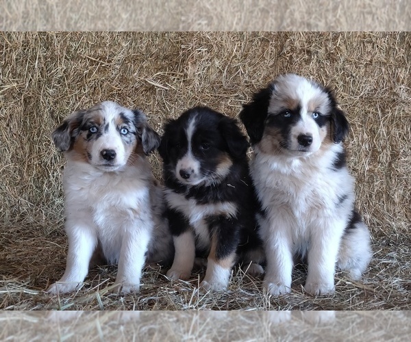 Medium Photo #2  Breeder Profile in COUCH, MO, USA
