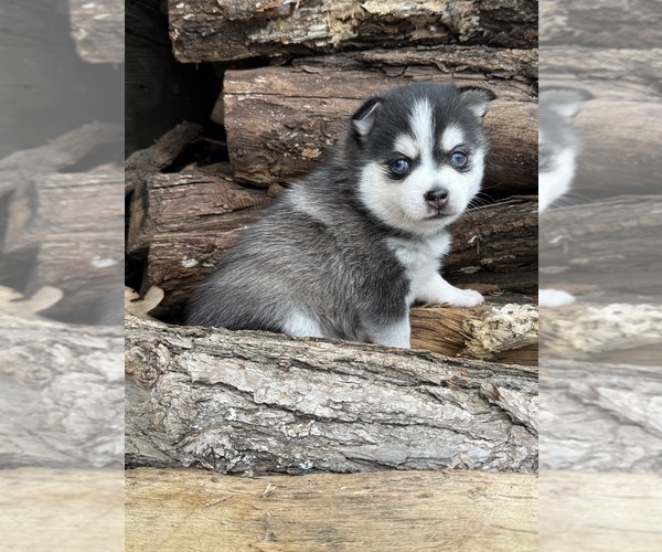 Medium Photo #42  Breeder Profile in STAPLES, MN, USA