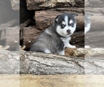 Small #41 Breeder Profile image