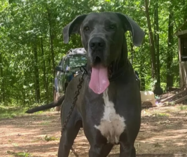 Medium Photo #1  Breeder Profile in FLORENCE, AL, USA