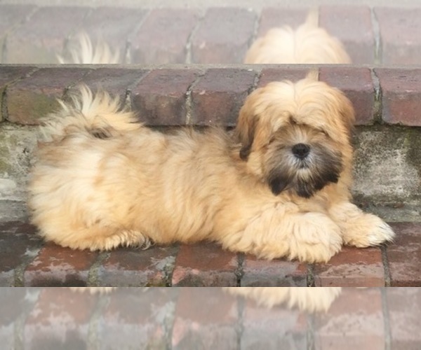 Medium Photo #2  Breeder Profile in MARINA BAY, MA, USA