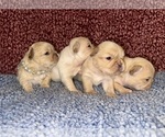 Small #2 Breeder Profile image
