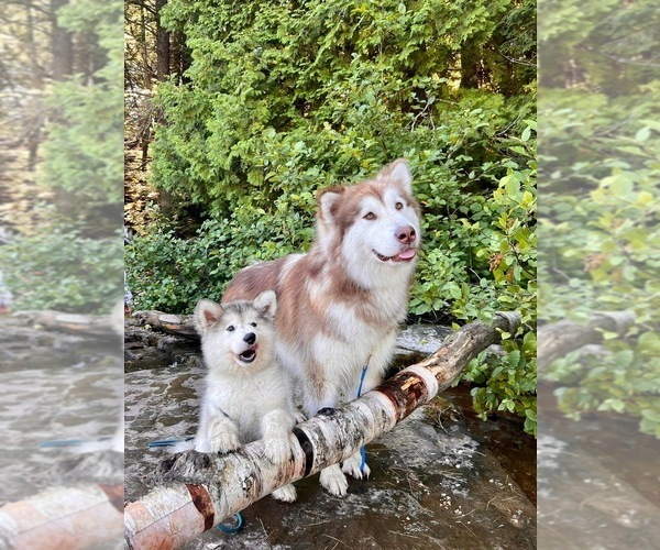 Medium Photo #3  Breeder Profile in FREDERICK, MD, USA