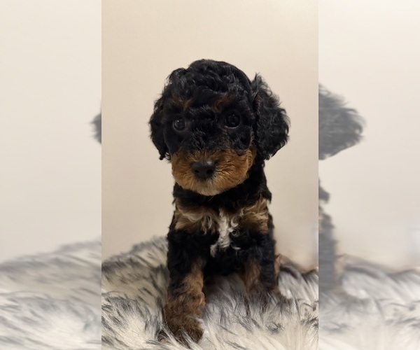 Medium Photo #2  Breeder Profile in WALDORF, MD, USA