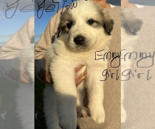 Medium Photo #12  Breeder Profile in FRANKLINTON, LA, USA